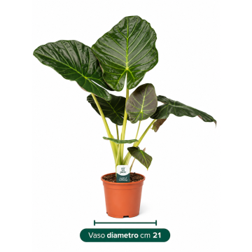 Alocasia Regal Shields da appartamento con grandi foglie scure e venature chiare - Ingegnoli