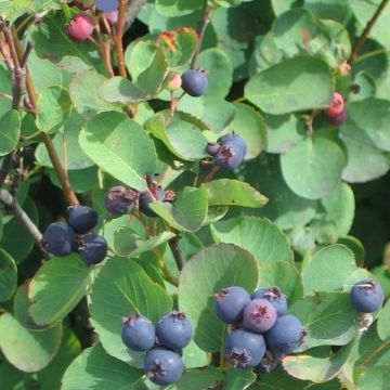 AMELANCHIER HONEYWOOD Autofertile - 9FA00-