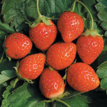 FRAGOLA RIFIORENTE A RADICE NUDA ANAIS - 9FR15-