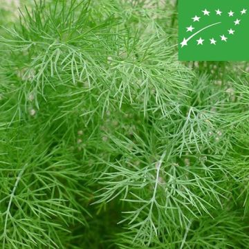 ANETO BIO - 1423/B