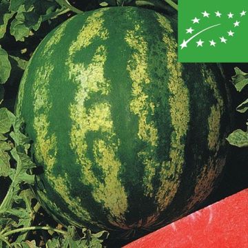ANGURIA CRIMSON SWEET BIO - 1448/B
