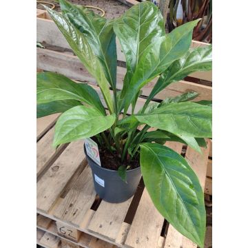 Anthurium consegna SOLO su Milano - 9AP12-