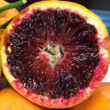 ARANCIO MORO - 9AG24-