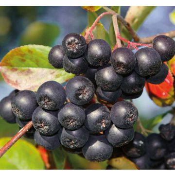 ARONIA Melanocarpa GALICJANKA - 9FA81-