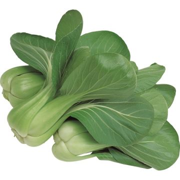 PAK CHOI HYBRID F1 Green fortune (Cavolo cinese) - 1674