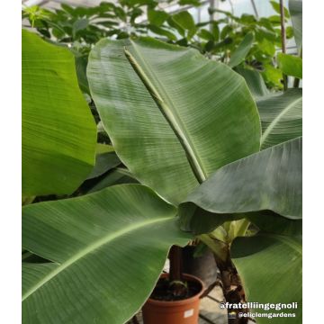 Musa dwarf cav. Banano consegna SOLO su Milano - 9AP1