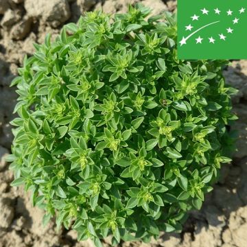 BASILICO FINISSIMO VERDE A PALLA O BASILICO GRECO BIO - 1007/B