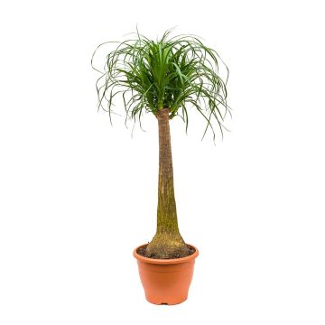 Beaucarnea recurvata consegna SOLO su Milano - 9AP14-