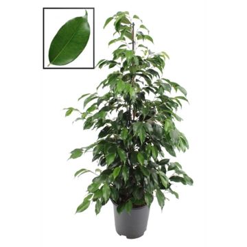 FICUS BENJAMINA consegna SOLO su Milano - 9AP23-