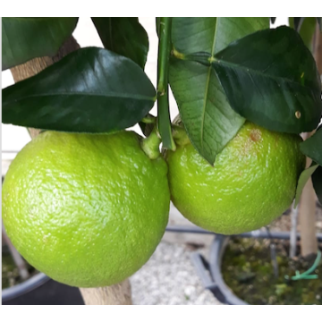 BERGAMOTTO (Citrus bergamia) - 9AG25-