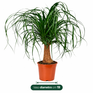 BEAUCARNEA RECURVATA - 9PA001-