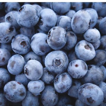 MIRTILLO HORTBLUE PETITE CON DOPPIA FRUTTIFICAZIONE! - 9FA87-