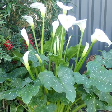 CALLA GIGANTE ( Zantedeschia aethiopica L. ) - 8B002-