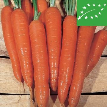 CAROTA BERLICUM 2 BIO Lunga - 1044/B