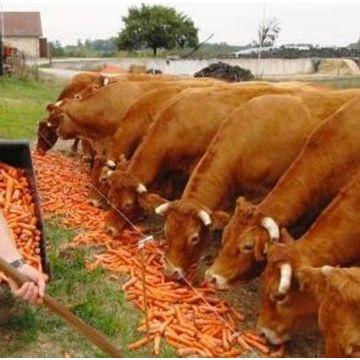 CAROTA DA FORAGGIO ROSSA GIGANTE - 3100