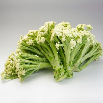 CAULIFLOWER HYBRID F1 FIORETTO - 1687