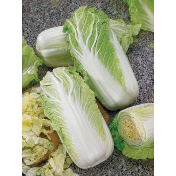 CHINESE CABBAGE HY F1 GREEN ROCKET - 1514