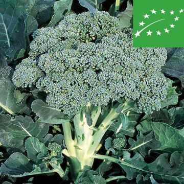 CAVOLO BROCCOLO RAMOSO CAL. BIO - 1078/B