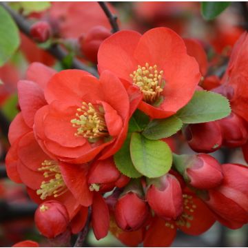 CHAENOMELES SUPERBA CRIMSON AND GOLD - 8B504-