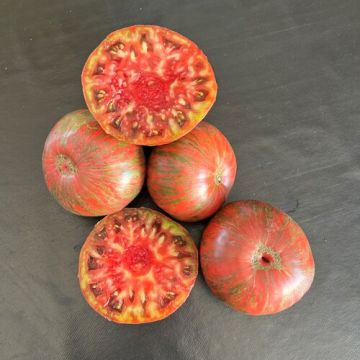 INGEGNOLI Pomodoro Cherokee purple SEZIONE