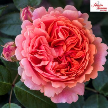 ROSA ROSAIO A CESPUGLIO CHIPPENDALE - 90116-