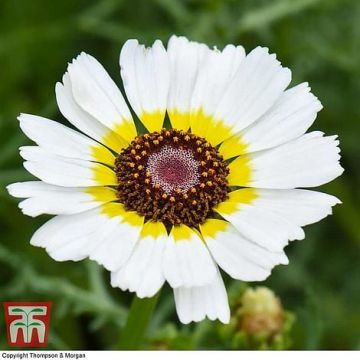 crisantemo bianco giallo