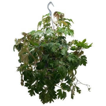 cissus-pianta-ricadente