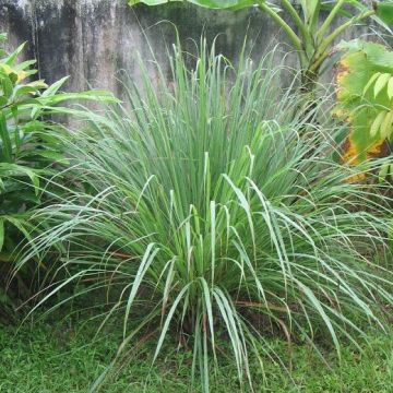 CITRONELLA LEMONGRASS CYMBOPOGOM FLEX pianta in vaso - 9FR34-