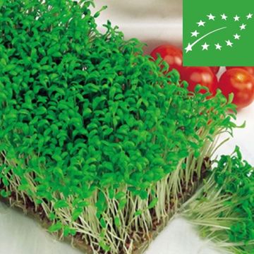 CRESCIONE INGLESE BIO - 1131/B