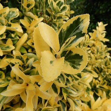 Euonymus japonicus “Aureus” – Arbusto sempreverde a foglia variegata verde e giallo oro, ideale per siepi decorative.