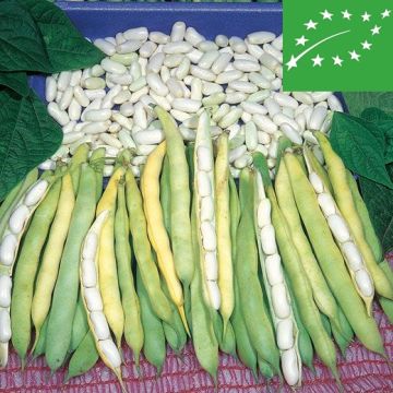 FAGIOLO NANO CANNELLINO O LINGOT BIO - 1186/B