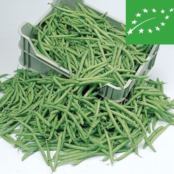 Organic SLENDERETTE DWARF BEAN - 1163/B Organic SLENDERETTE DWARF BEAN - 1163/B