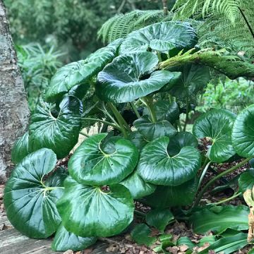 grandi foglie verdi di farfugium in un sottobosco