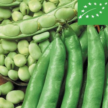 FAVA AGUADULCE SUPERSIMONIA BIOLOGISCH - 1182/B
