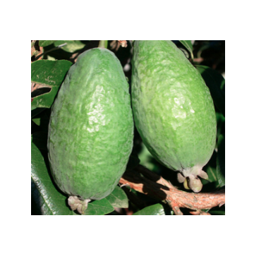 FEIJOA SELLOWIANA MAMMOUTH - 9FE30-