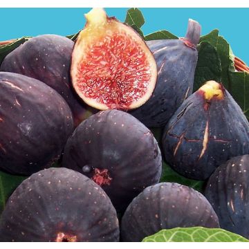 FICO NEGRONNE - 9FO36-