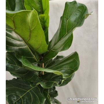 Ficus lyrata consegna SOLO su Milano - 9AP34