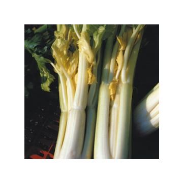 RIBBON OF GOLDEN ASTI CELERY - 10067