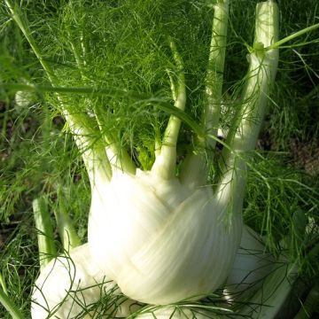 Fennel Bellotto Hy F1 - 1637