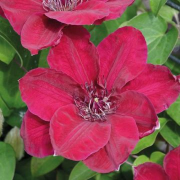 CLEMATIDE (Clematis) ZOSIA PBR - 8H009-