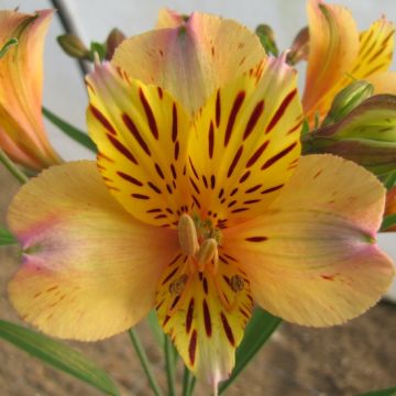 ALSTROEMERIA NICOLAS - 4090-