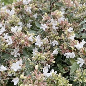 ABELIA GRANDIFLORA SPARKLING SILVER - PG417