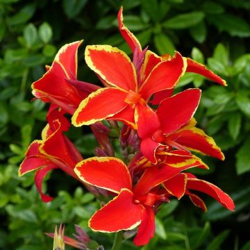 CANNA FIORIFERA NANA LUCIFER - 4304-