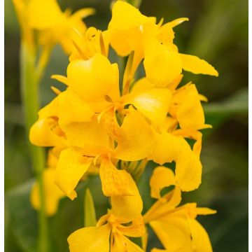 CANNA FIORIFERA A FOGLIE VERDI RICHARD WALLACE - 4308-
