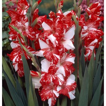 GLADIOLI KOI PURSUIT - 4794-