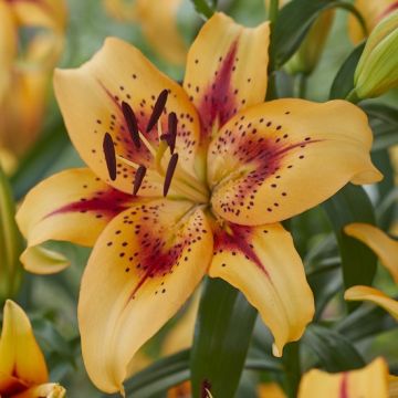 GIGLIO (Lilium) HOTEL CALIFORNIA - 4660-