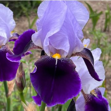 IRIS GERMANICA PURPLE/LILA - 4849-