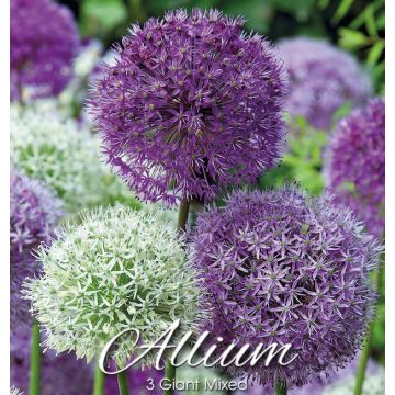 ALLIUM GIANT MIX - 4821455-