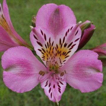 ALSTROEMERIA MARS - 4095-