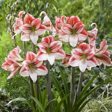 AMARILLIDE A FIORE SEMPLICE TABLE DANCE - 4026-